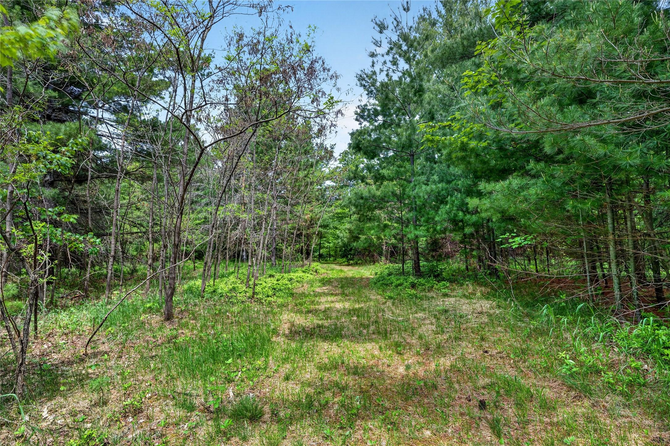 Image 3: Mowed trail to Lake