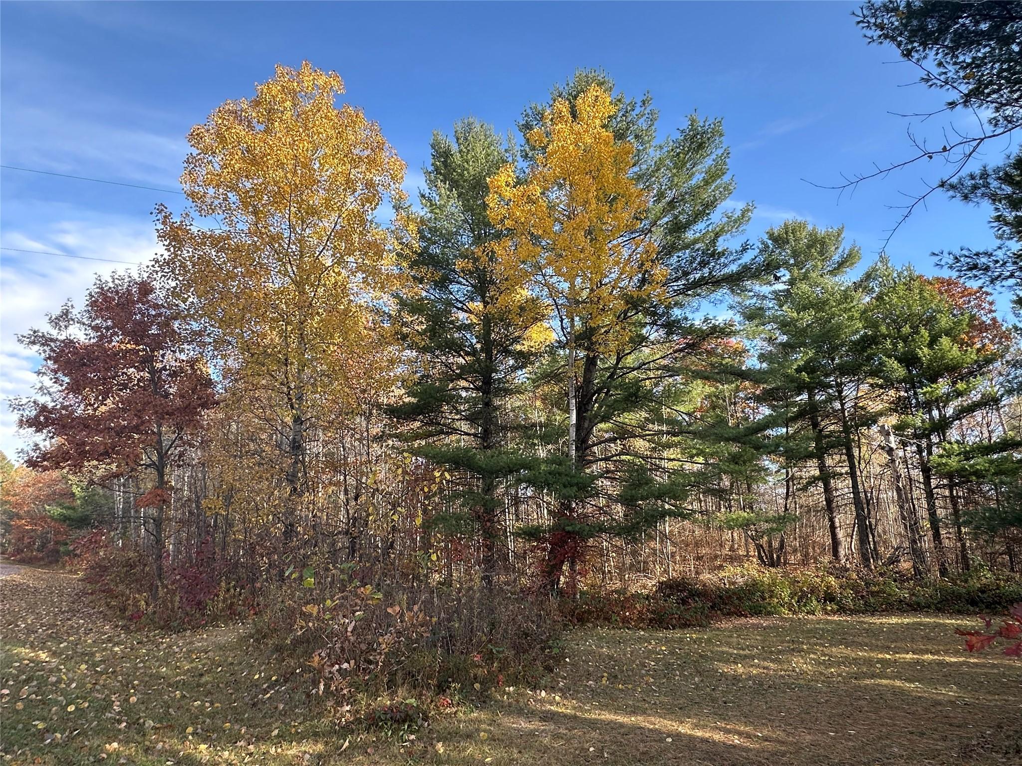 Image 1: A beautiful mix of large White Pines and Deciduous