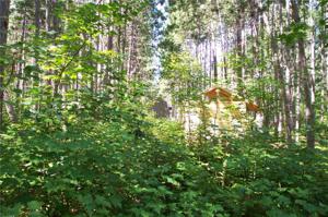 Lot 313 N Basswood Drive