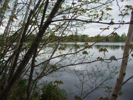 Lot 51 on Cardinal Drive