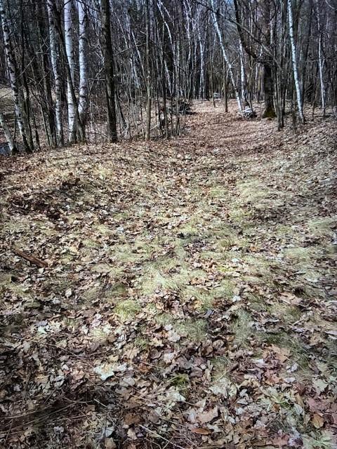 Image 4: a woods road
