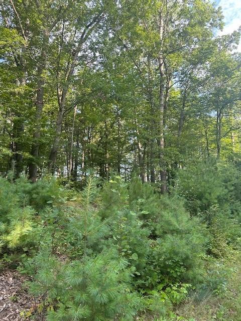 Image 2: Tree Cover