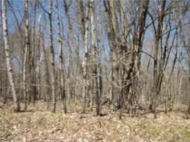LOT #98 Woods (SPRUCE) Avenue