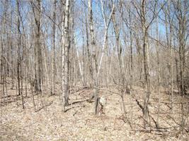 LOT#99 and 100 Woods (SPRUCE) Avenue
