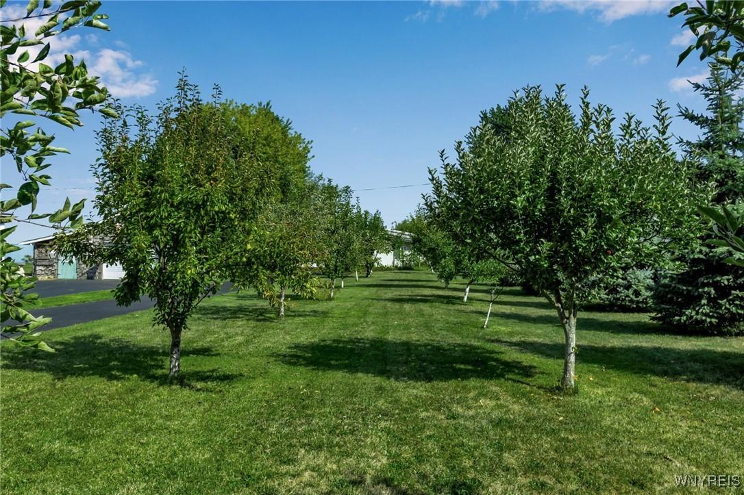 Image 3: Fruit trees including apricot, pear, apple, cheery
