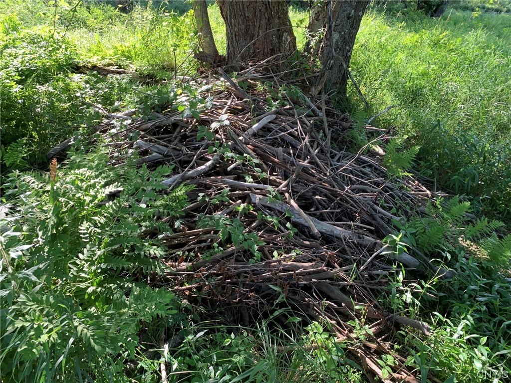 Image 4: Bank Beaver Lodge