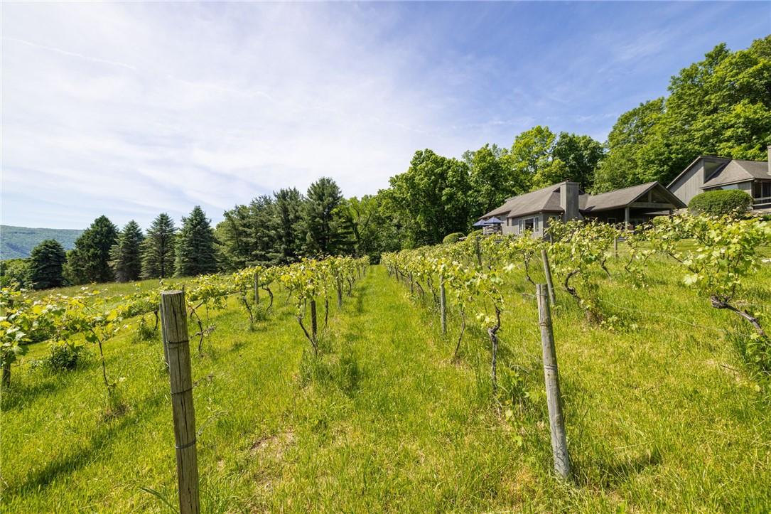 Image 2: Vineyards