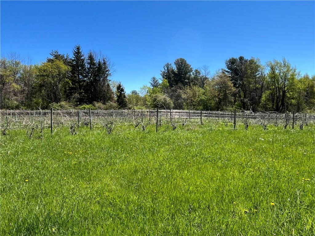 Image 1: Beautiful 5 acres parcel with cultivated vineyard,