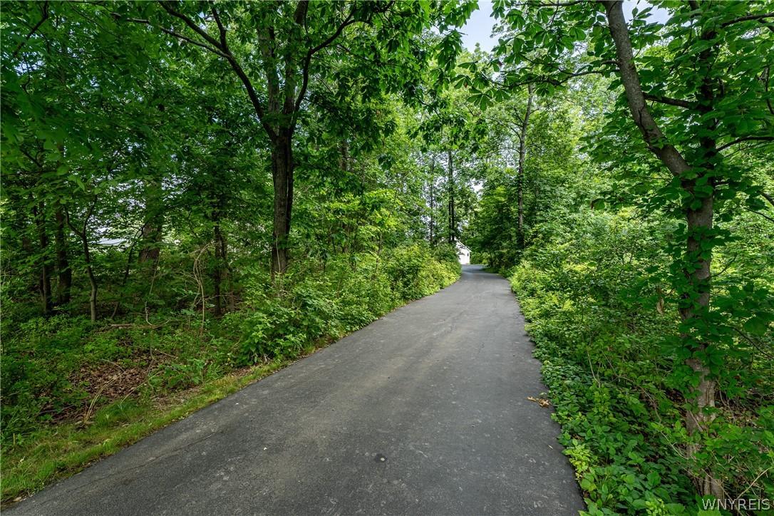 Image 2: Trees covering Driveway