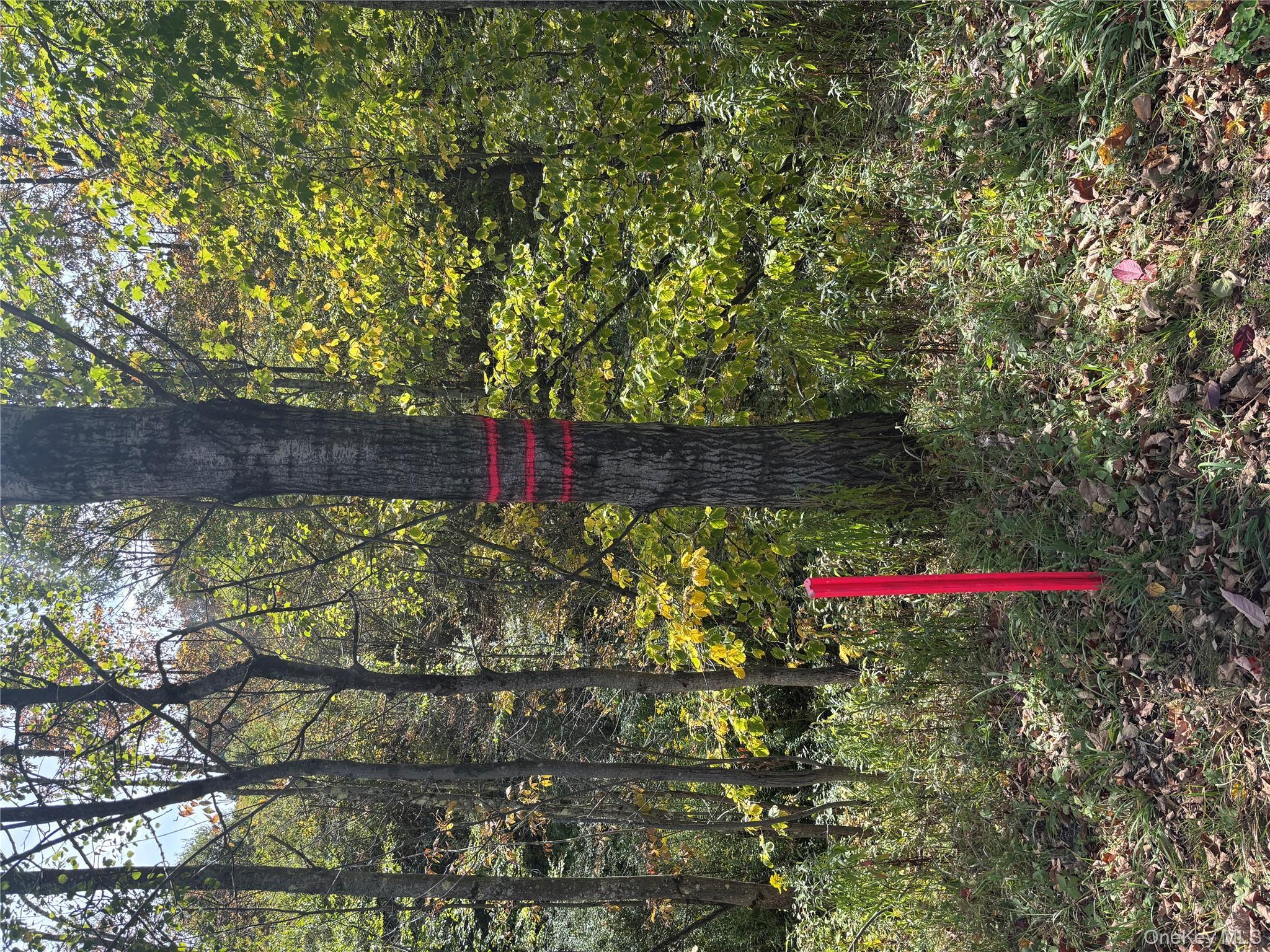 Image 4 Image 4