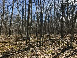 Lot 545 Firelight Ln