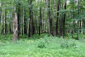 Lot 18 Stonefence Rd
