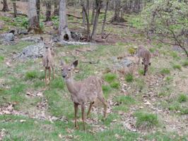 Lot 283 Hummingbird Ct