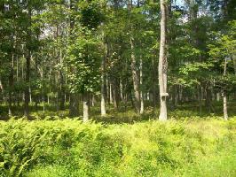 LOT 106 LAKEVIEW Cir