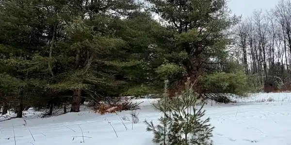 Meadows Drive