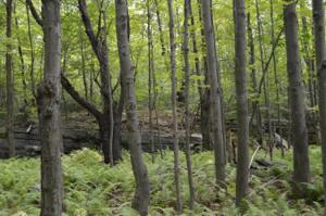 Lot 85 Fawn Lake Dr