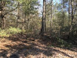 Pine Tree Rd