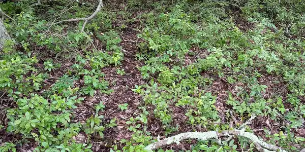 Primrose Lane
