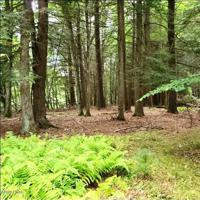 Lot 398 Creek Rd