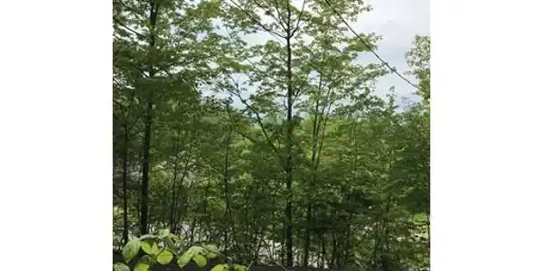 Lot 2 Reservation Road
