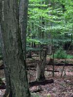 528 Hemlock (White Pine) Drive