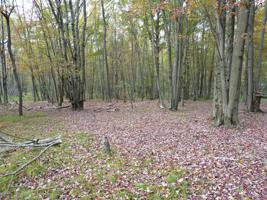 LOT 116 Mountain Rd