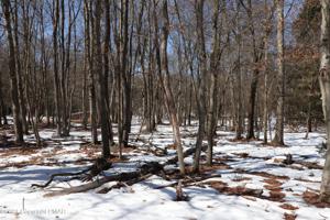 White Birch Way