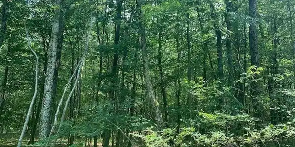 Lot 119MV Ash Dr