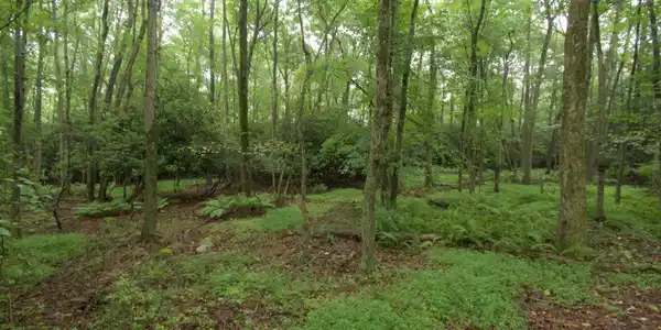 Lot 31LAN Bear Creek Lake Dr