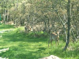 LOT 49 FOREST HILL DR