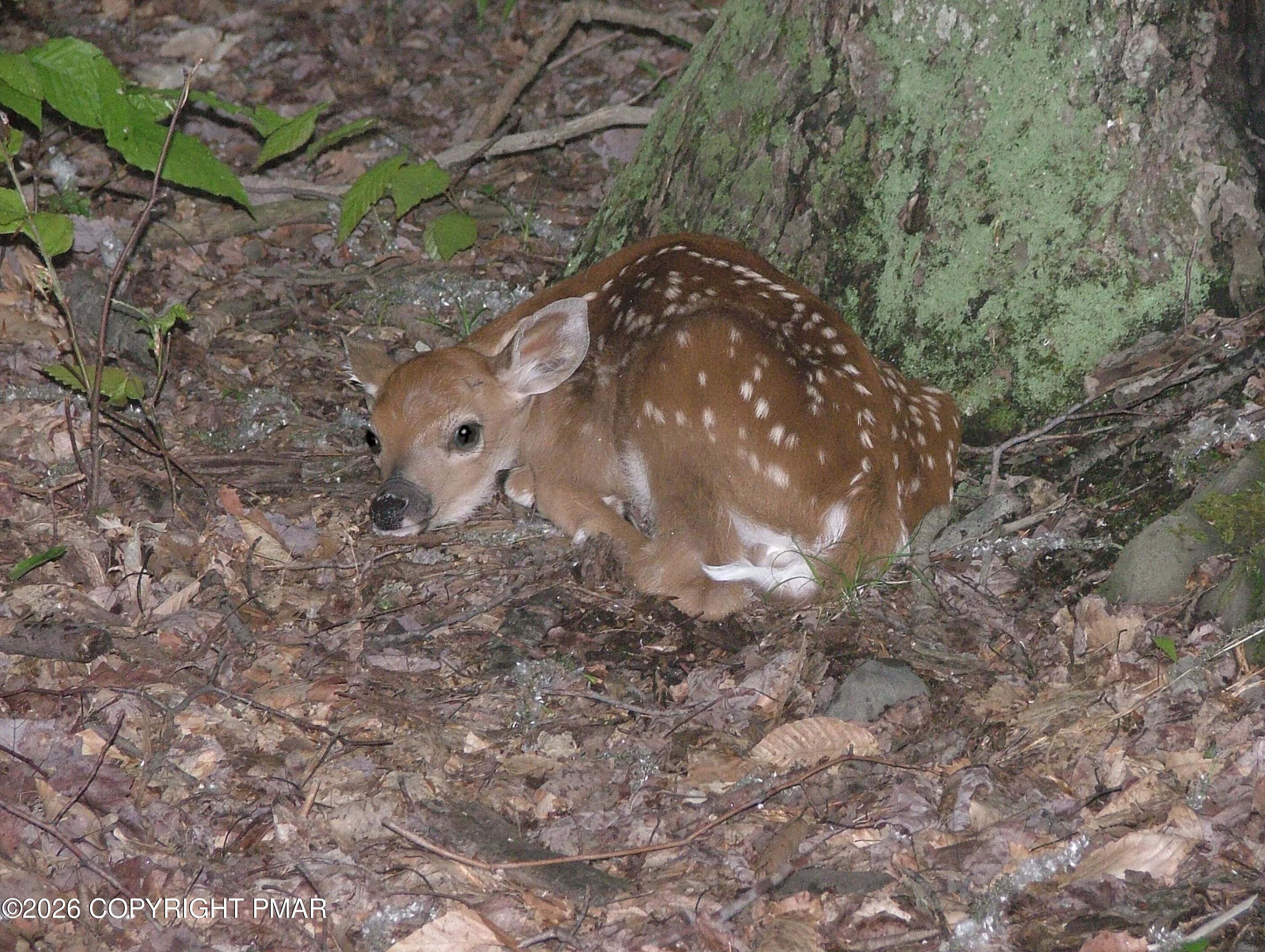 Image 2: 2011 May 23 017 Fawn pic twoEMAIL