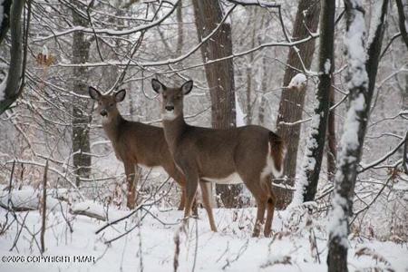 1065 Stag Run #1614