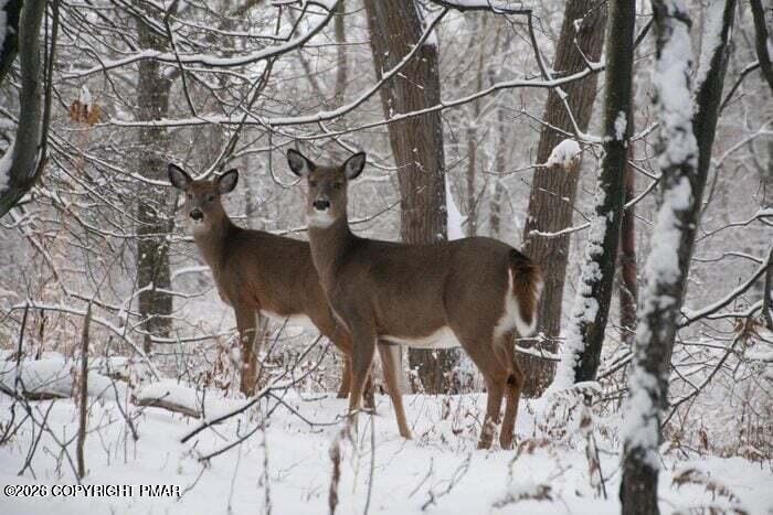 Image 1: deer land photo in the snow
