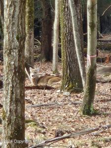 Sassafras Road