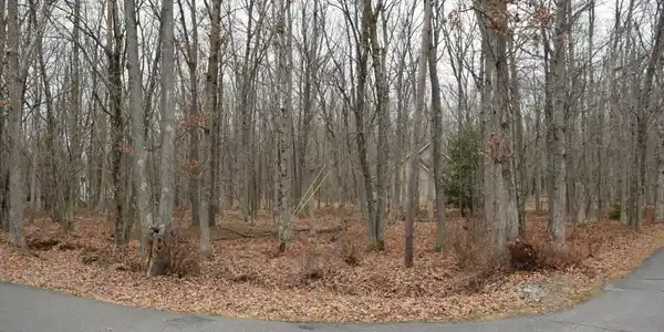 Dogwood And Willow 