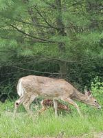 #24 Dornick Rd