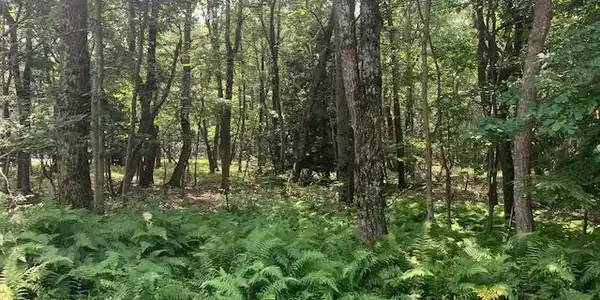 Lot 124MV Ash Drive
