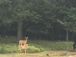 54 Hunt Trl