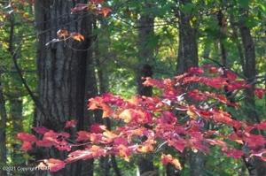 41 Tamarack Trail