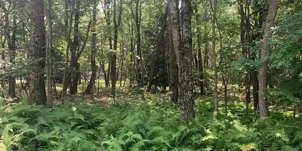 Ash Drive