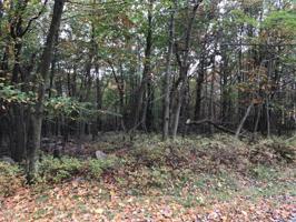 84 Crest View RD
