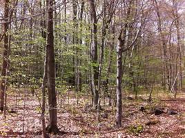 1001 RANGER TRAIL TRL