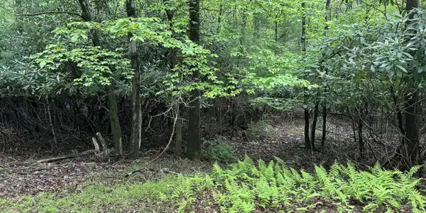 W14 Green Wood Dr
