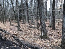 Timberlane Drive & Tamarack Trl