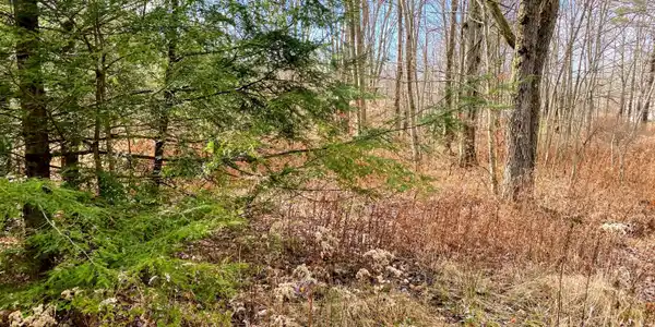 15 Driftwood Road