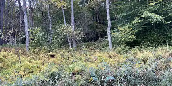 ROBYN LN
