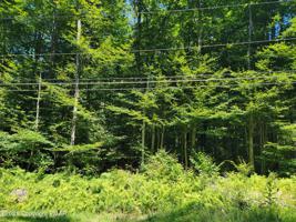 38 Pine Cone Rd