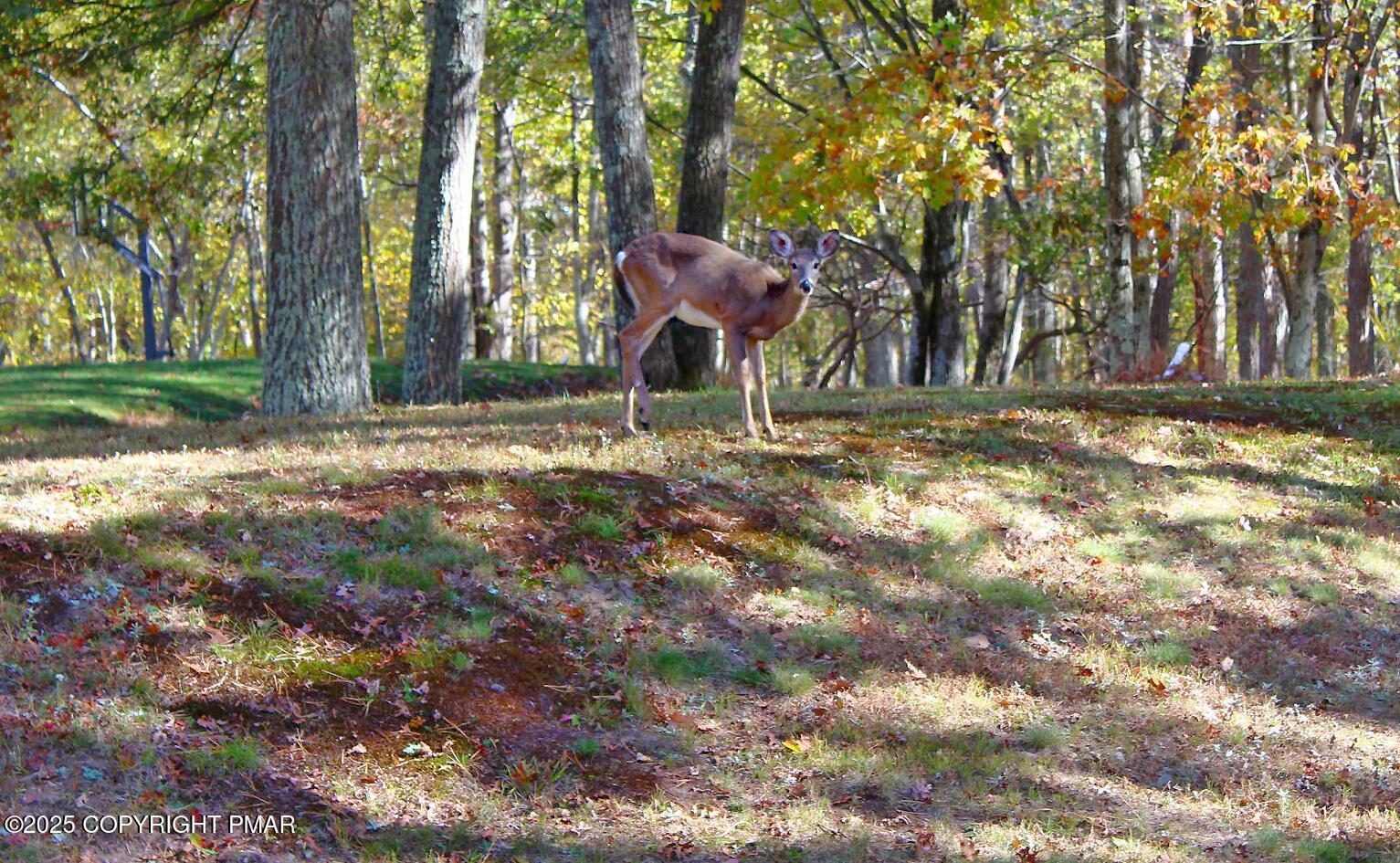 Image 3: _deer visitor