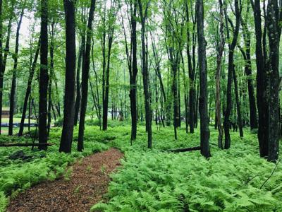 Lot 506 Ridge Road
