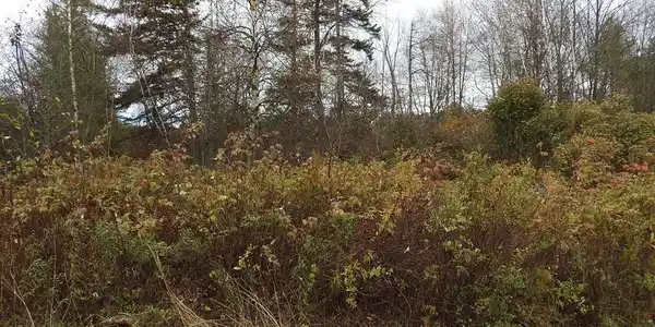 37 Lidio